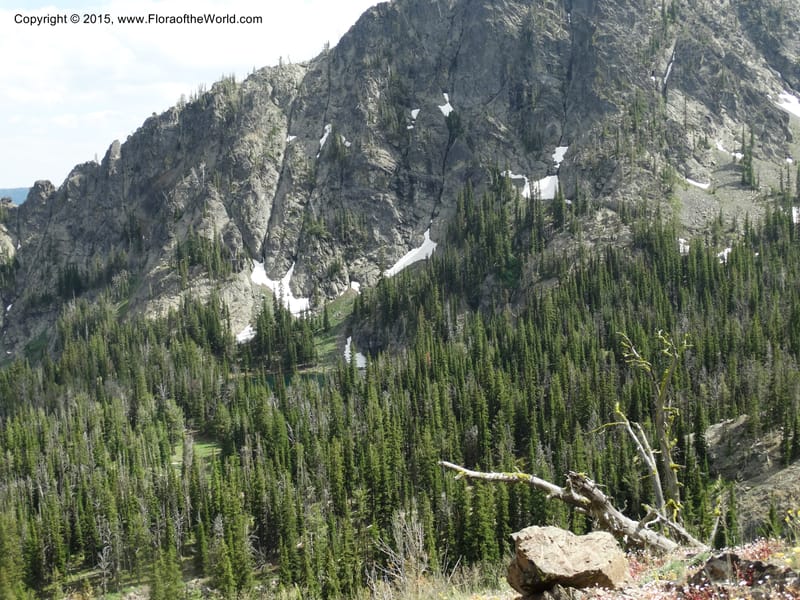 ID. Idaho Co. Seven Devils Camp Ground. 15 Jul 2014. DSC00113 (366).JPG