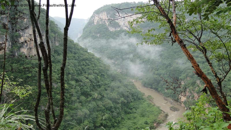 MX. Chiapas. Selva el Ocote. Cascadas el Aguacero. 18 Sept 2010. 327 (28).jpg