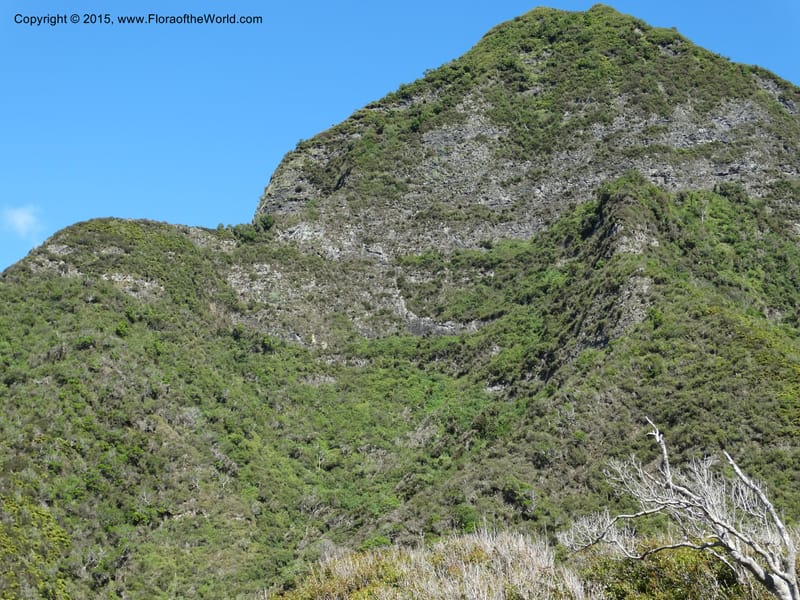 Chile. Juan Fernandez. Plazoleta el Yunque. 22 Feb 2015. DSC09083 (24).JPG