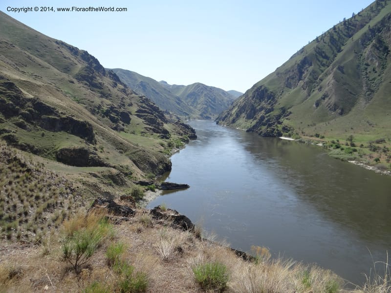 Idaho. Nez Perce Co. Snake R., Lime Point. 8 May 2013. DSC04048 (1).JPG