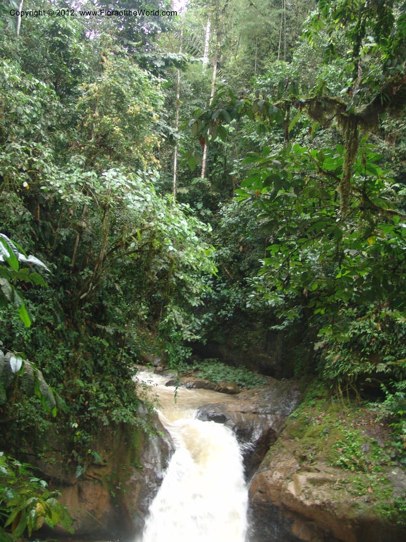 Ecuador. Prov. Pichincha. Res. Guaycuyacu. 10 Feb 05. 086.jpg