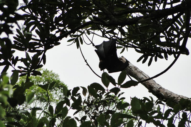 Fruit bat--New Caledonia. Nodela Reserve. 19 Feb 2011. 036.jpg