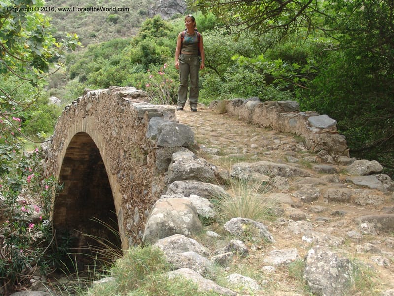 Crete. Ep. Kisamos. Sirikari Gorge. 25 May 05. 282.jpg