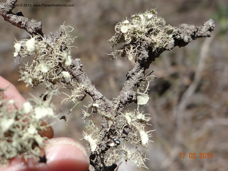 Lichen on Schinus--Chile, Puente Polcura, 17 Feb 2013 8295 (4).JPG
