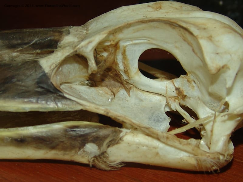 Potoo, Peru. Edo. Madre de Dios. ACEER Res. Ctr. 23 Oct 05. 016 (2).jpg