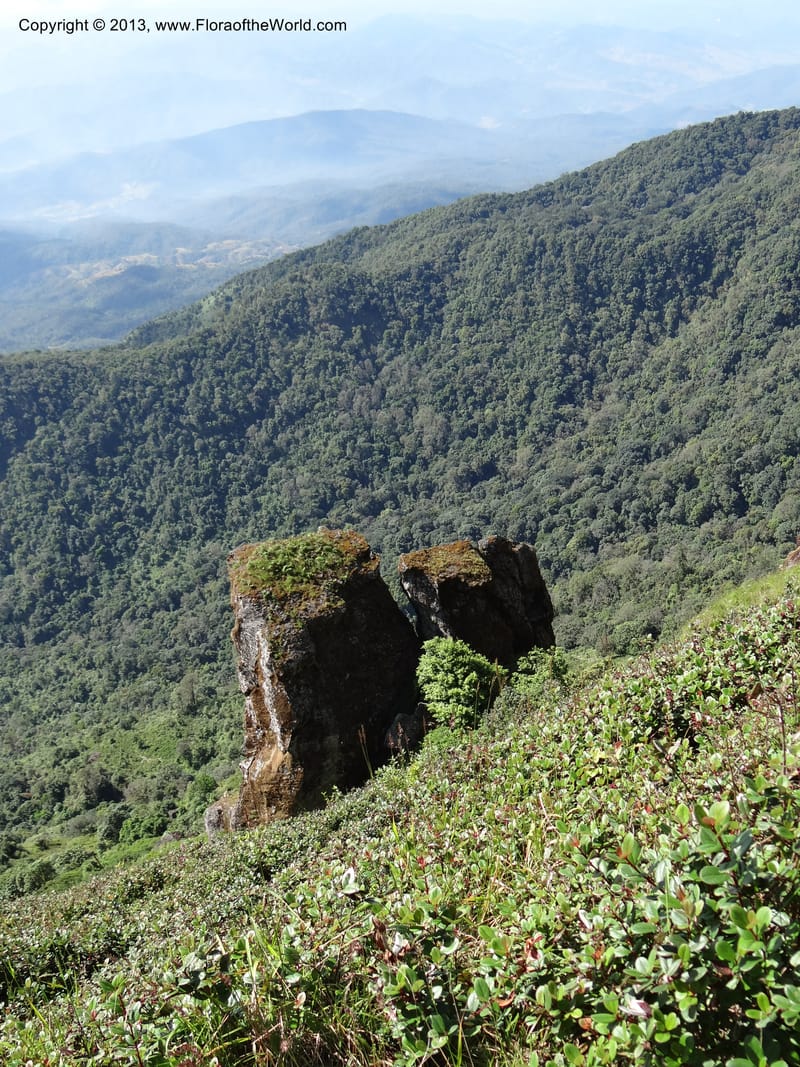 Thailand. Chiang Mai Prov. Doi Inthanon Nat. Park. 8 Nov 2012. DSC07747 (61).JPG
