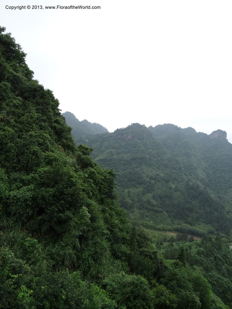 China. Anhui Prov. Qiyun Shan. 7 Jun 2012. DSC01929 (303).JPG
