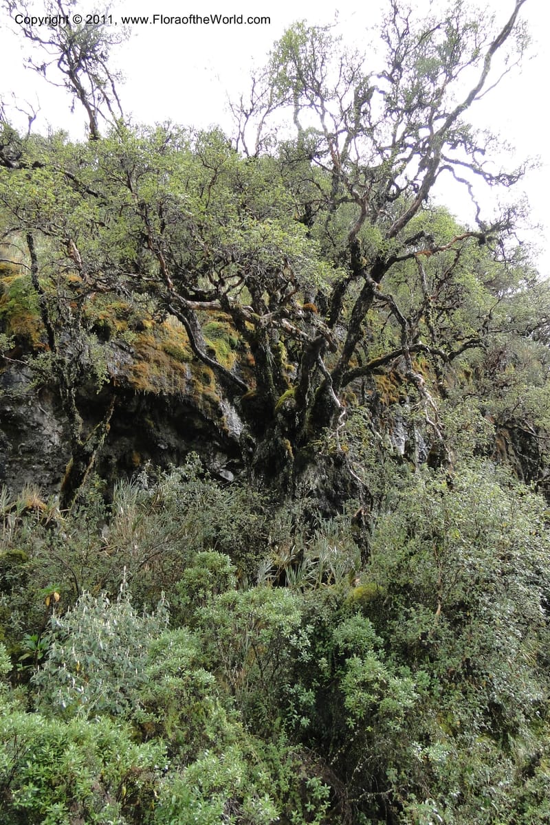 Ecuador. Napo. Papallacta to Baeza. 1 Jun 2011. 399.jpg