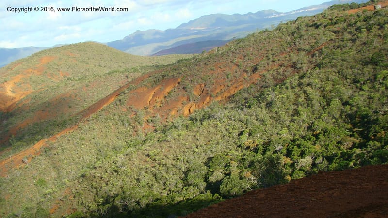 New Caledonia. 813.jpg