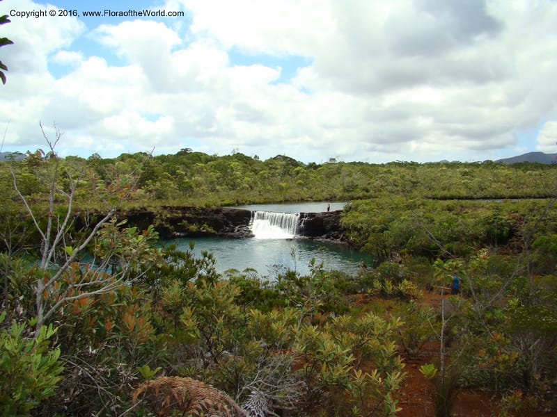New Caledonia. 487.jpg