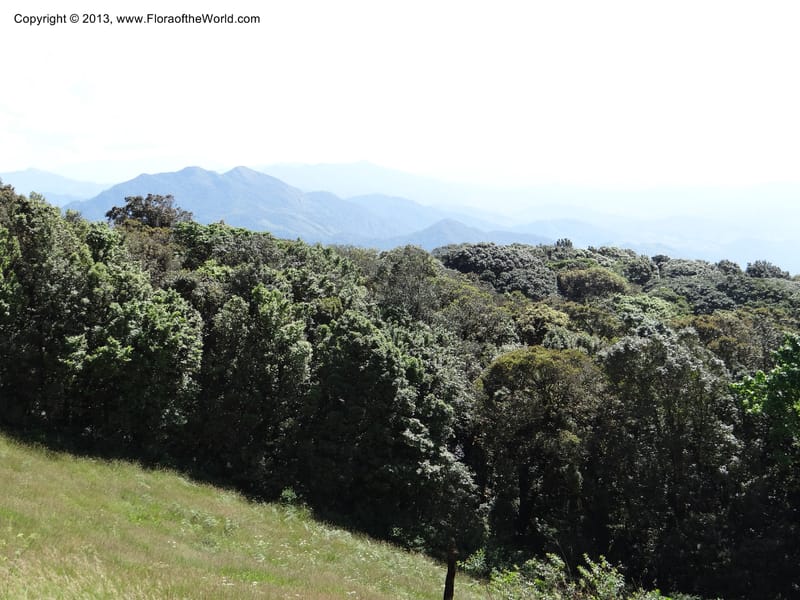 Thailand. Chiang Mai Prov. Doi Inthanon Nat. Park. 8 Nov 2012. DSC07747 (43).JPG