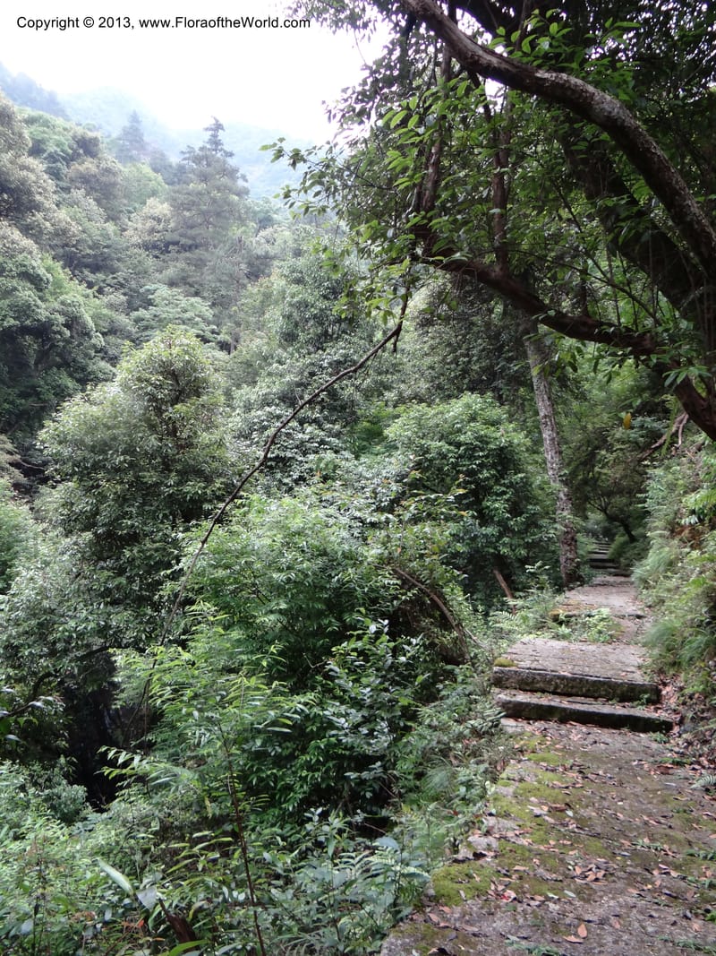 China. Anhui Prov. San Qing Shan. 3 Jun 2012. DSC01600 (46).JPG