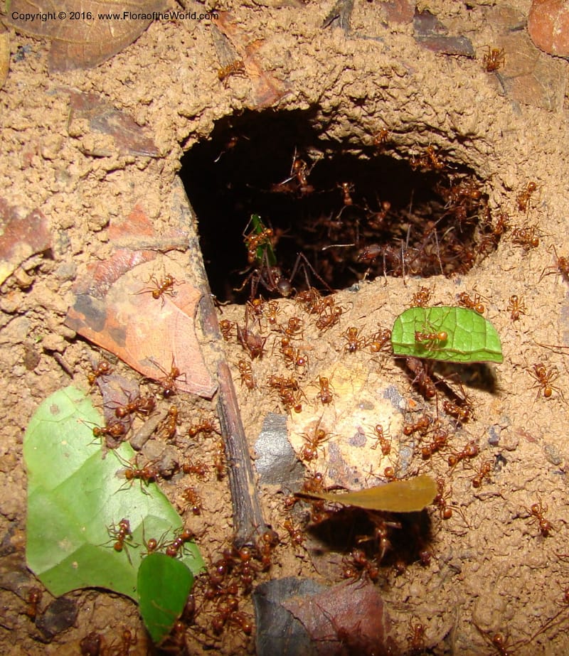 Leaf cutter ants--Peru. Loreto. Dto.Parinari. Qbda Parinari. R.Samiria. 17 Nov 08. 271.jpg