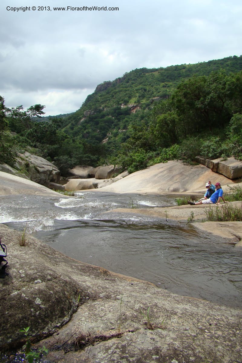 South Africa. KwaZulu-Natal. Krantzkloof Nat. Res. 24 Jan 09. 079.jpg
