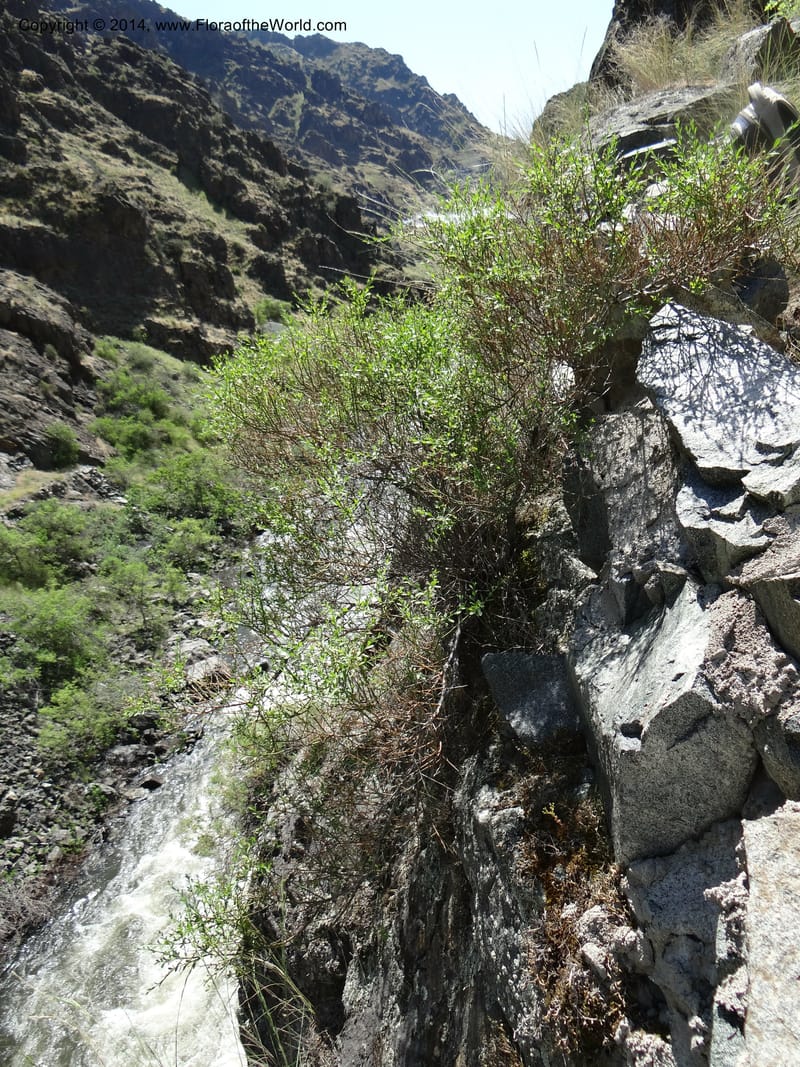 Oregon. Wallowa Co. Imnaha River. 7 May 2013. DSC03887 (231).JPG