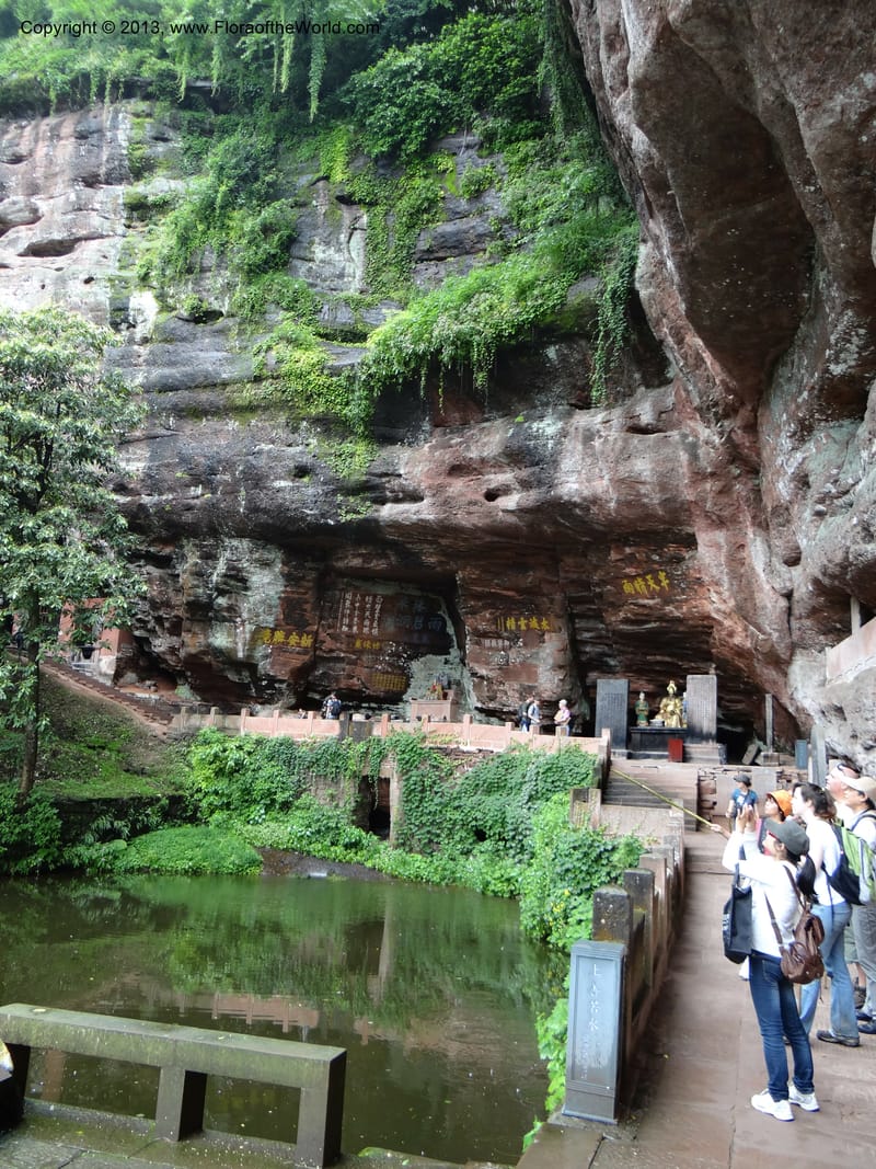 China. Anhui Prov. Qiyun Shan. 7 Jun 2012. DSC01929 (104).JPG