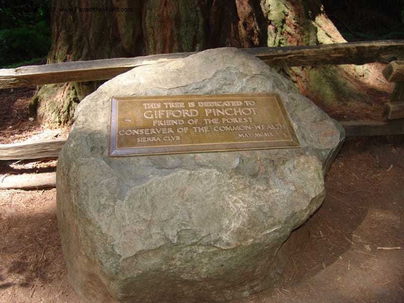 CA. Marin Co. Muir Woods Nat. Mon. 4 Jul 07. 042.jpg