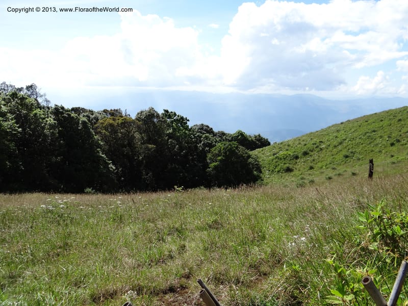 Thailand. Chiang Mai Prov. Doi Inthanon Nat. Park. 8 Nov 2012. DSC07747 (41).JPG