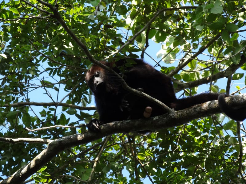 Howler monkey--Mexico. Chiapas. Bajlum Pakal. 16 Feb 2012. DSC02400 (91).JPG