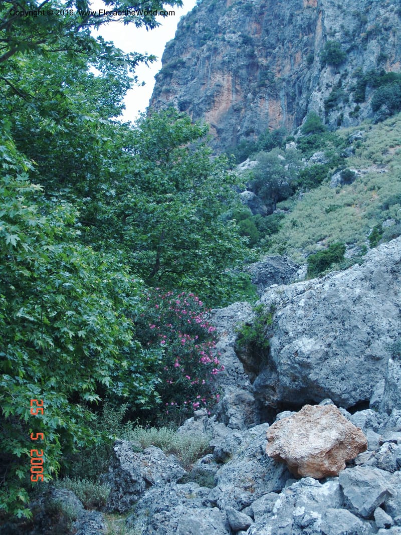 Crete. Ep. Kisamos. Sirikari Gorge. 25 May 05. 396.jpg