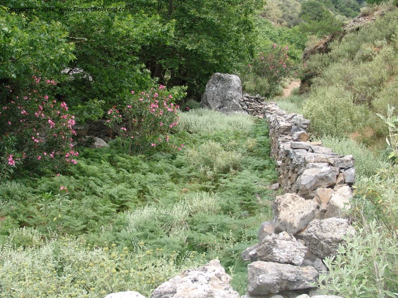 Crete. Ep. Kisamos. Sirikari Gorge. 25 May 05. 201.jpg