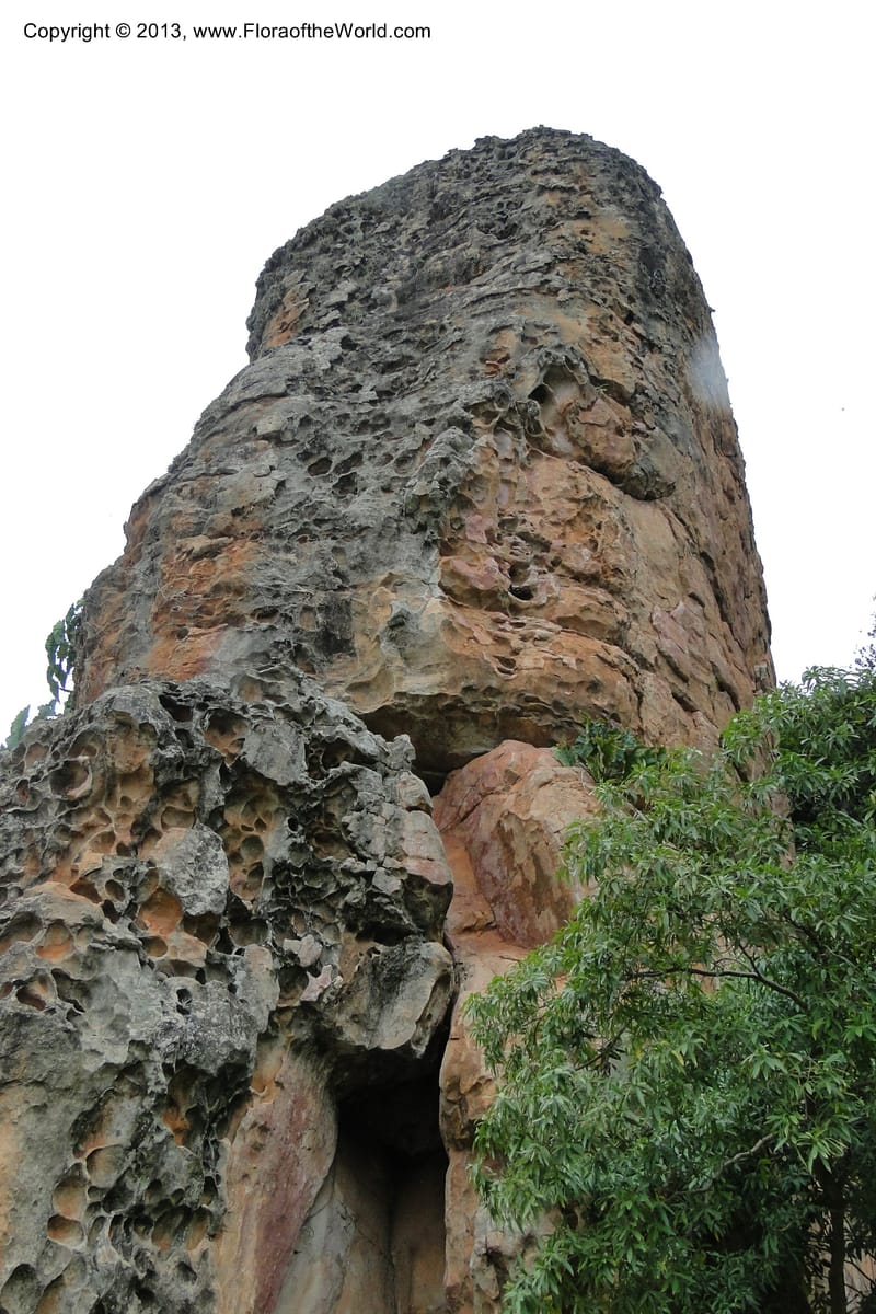 Paraguay. Edo. Cordillera. Tobati. 23 Mar 2011. 038.jpg