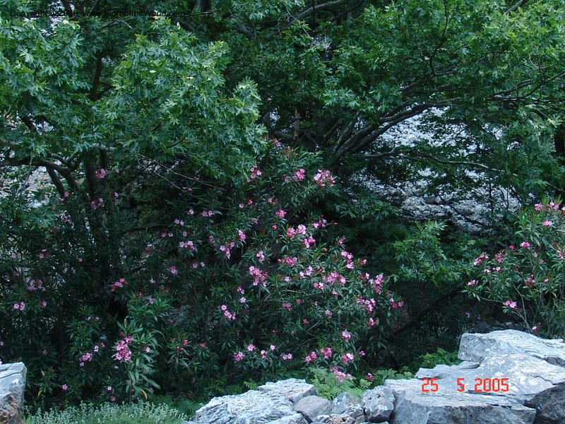 Crete. Ep. Kisamos. Sirikari Gorge. 25 May 05. 378.jpg