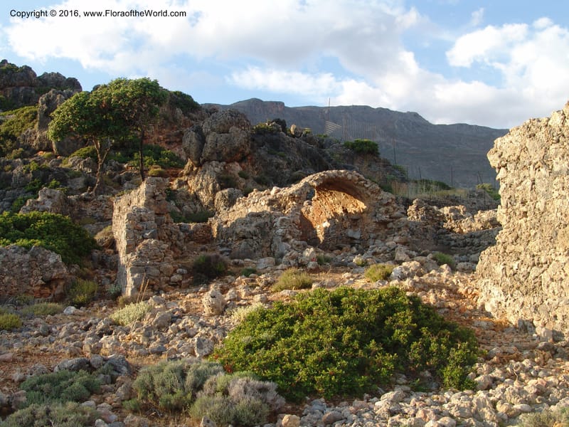 Crete. Phenix trail, W of Loutro. 28 May 05. 034.jpg