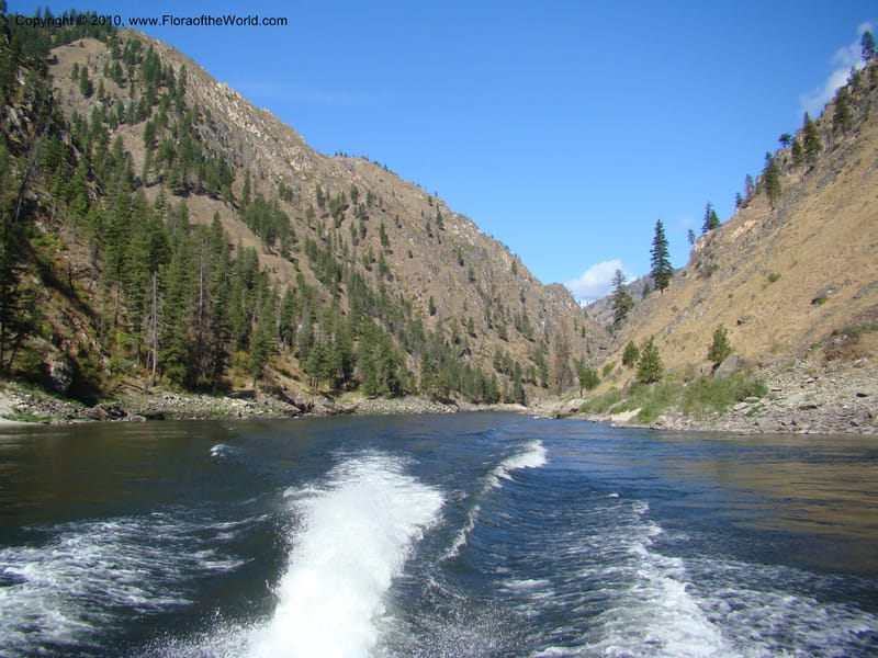 ID. Idaho Co. Main Salmon River. 26 Aug 08. 008.jpg