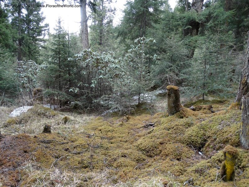 China. Sichuan. Kingdonia habitat. Fir forest. 7 May 2014. DSC04221 (2).JPG