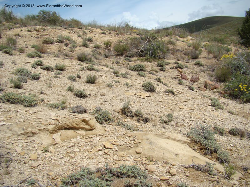 Habitat of Ivesia rhypara, Physaria chambersii--OR. Malheur Co. Leslie Gulch. 1 Jun 08. 246.jpg