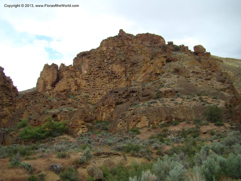 OR. Malheur Co. Leslie Gulch. 1 Jun 08. 406.jpg
