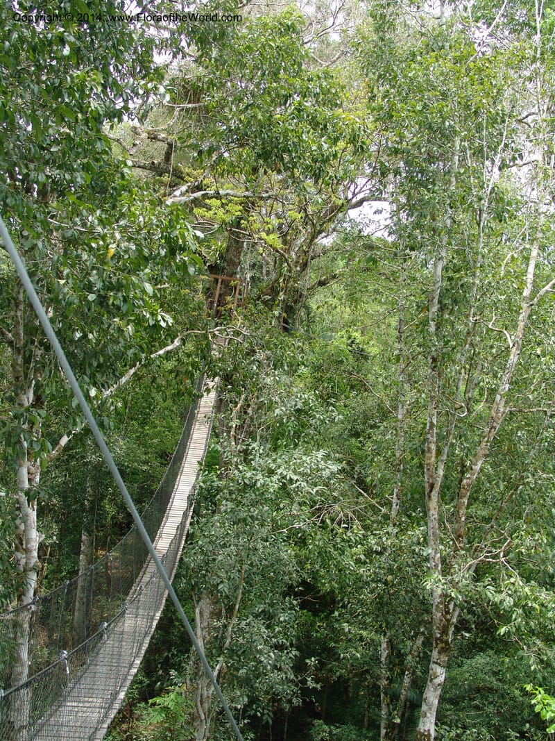 Canopy Walk--Peru. Edo. Madre de Dios. Reserva Amazonica. 16 Oct 05. 170.jpg