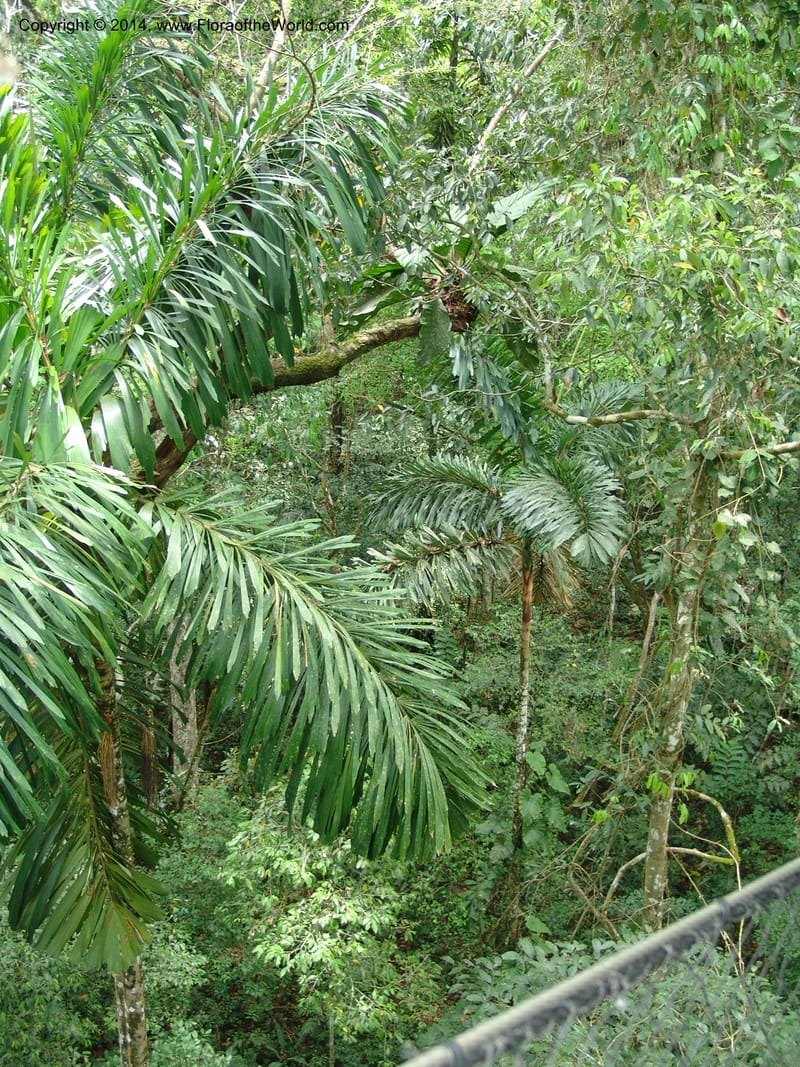 Canopy Walk--Peru. Edo. Madre de Dios. Reserva Amazonica. 16 Oct 05. 157.jpg