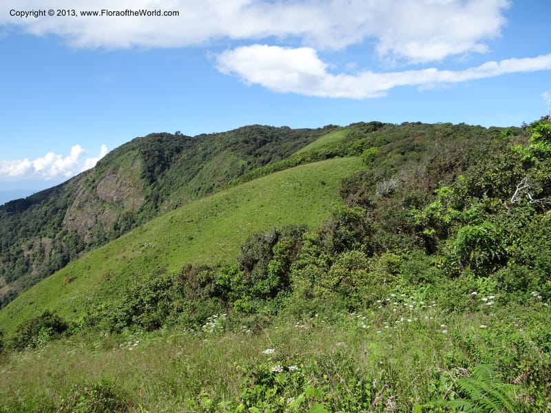 Thailand. Chiang Mai Prov. Doi Inthanon Nat. Park. 8 Nov 2012. DSC07747 (58).JPG