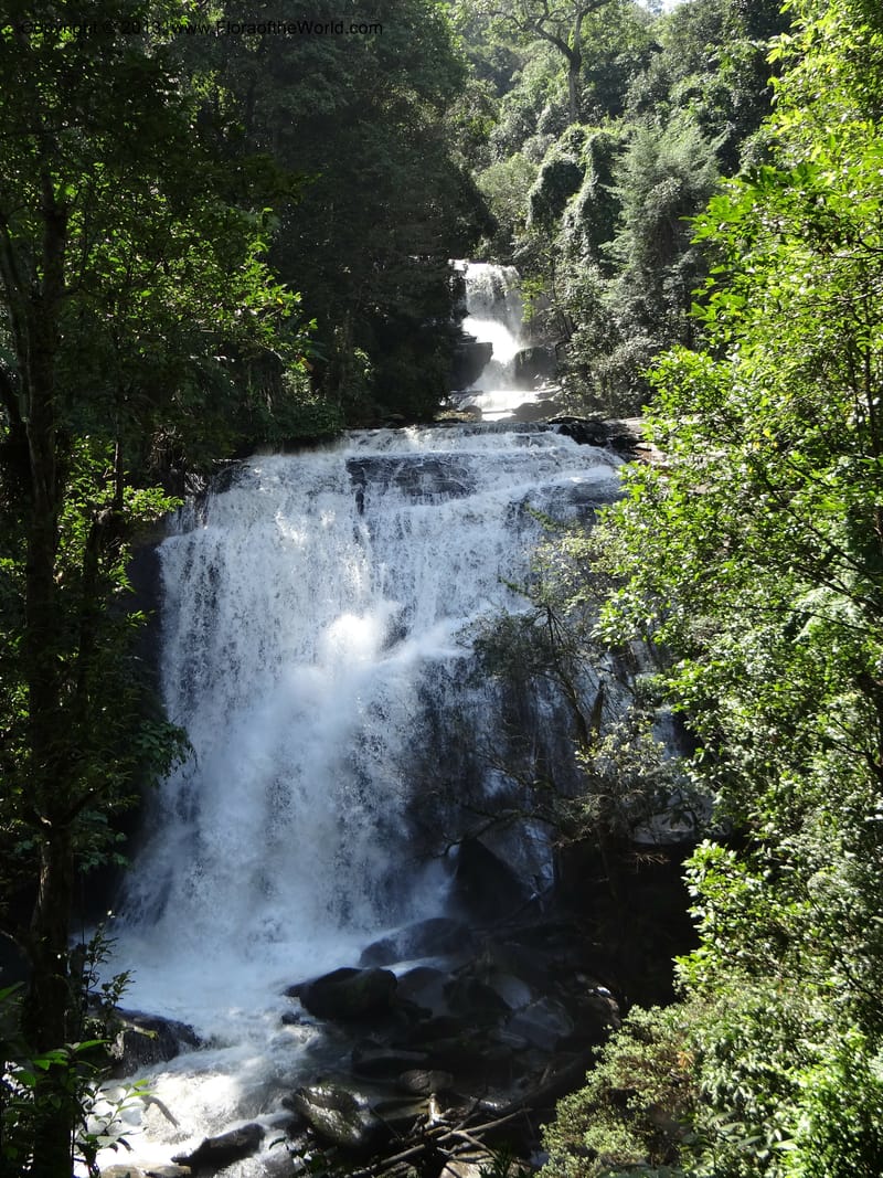 Thailand. Chiang Mai Prov. Doi Inthanon Nat. Park. 9 Nov 2012. DSC08345 (36).JPG