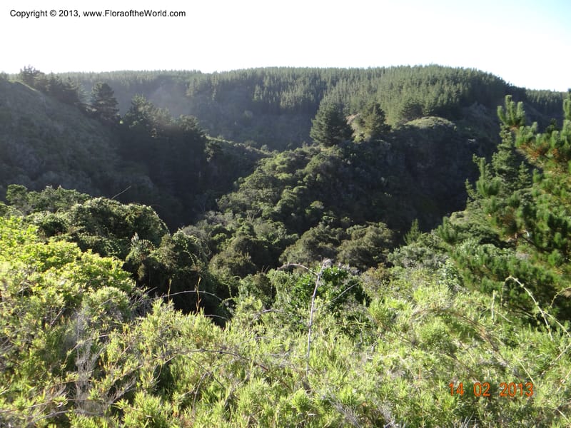 Habitat--Chile, Tanume, Los Hoyos, 14 Feb 2013  7778.JPG