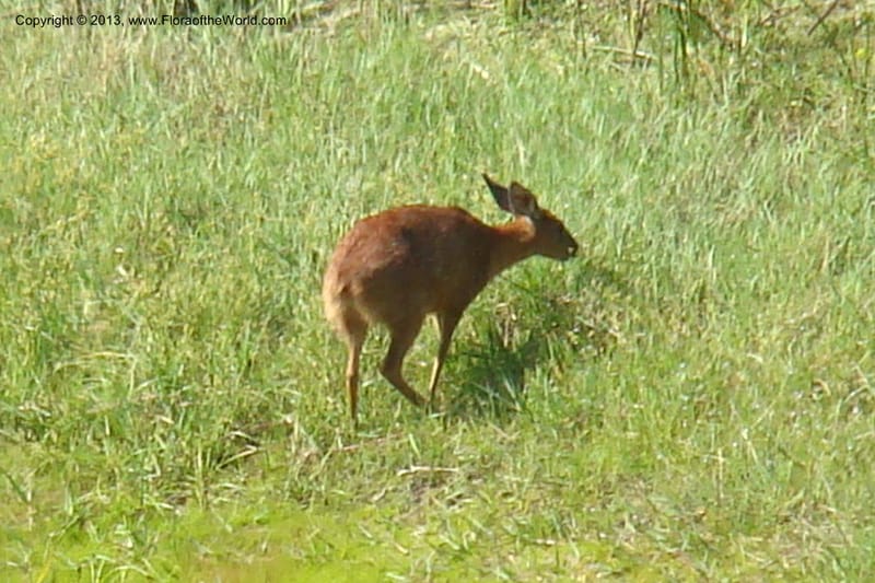 Grys buck--South Africa. Cape Prov. Kogelberg Nat. Res. 20 Jan 09. 093.jpg