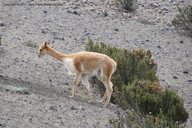 Vicuna--Ecuador. Chimborazo. El Primer Refugio. 5 Jun 2011. 006 (2).jpg