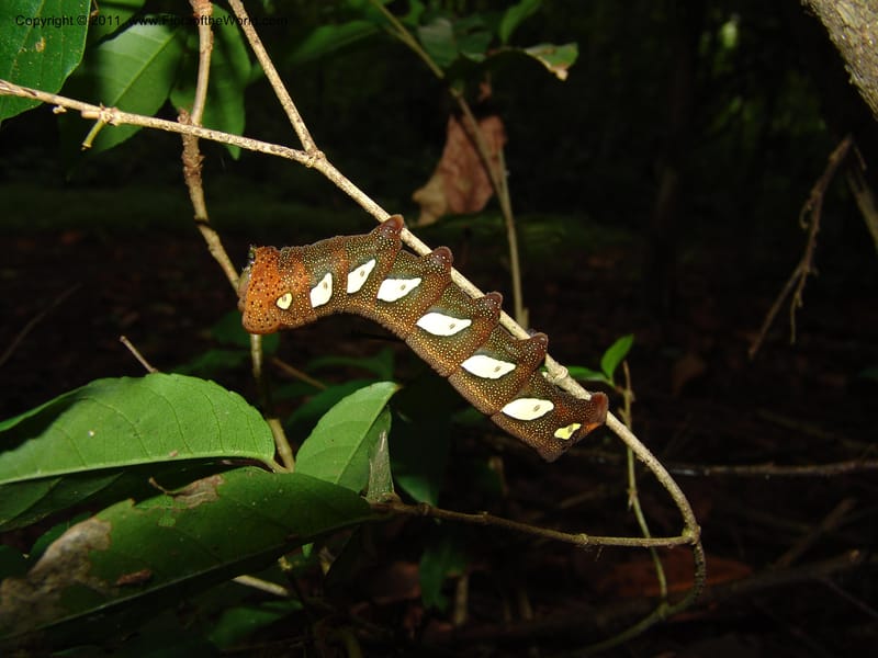 Caterpillar--Ecuador. Edo. Guaya. Manglares Churute Ecol. Res. 21 Mar 06. 229.jpg