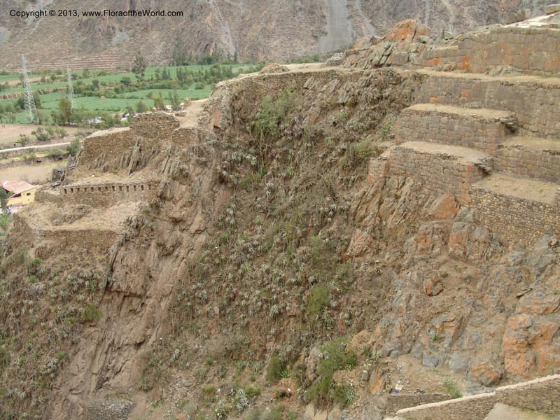 Peru. Ollantaytambo. 22 Oct 07. 017.jpg