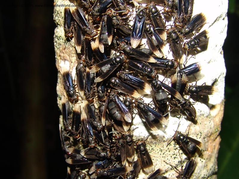wasps--Ecuador. Maquipucuna Biol. Res. Send. Princip. 11 Mar 06. 001 (2).jpg