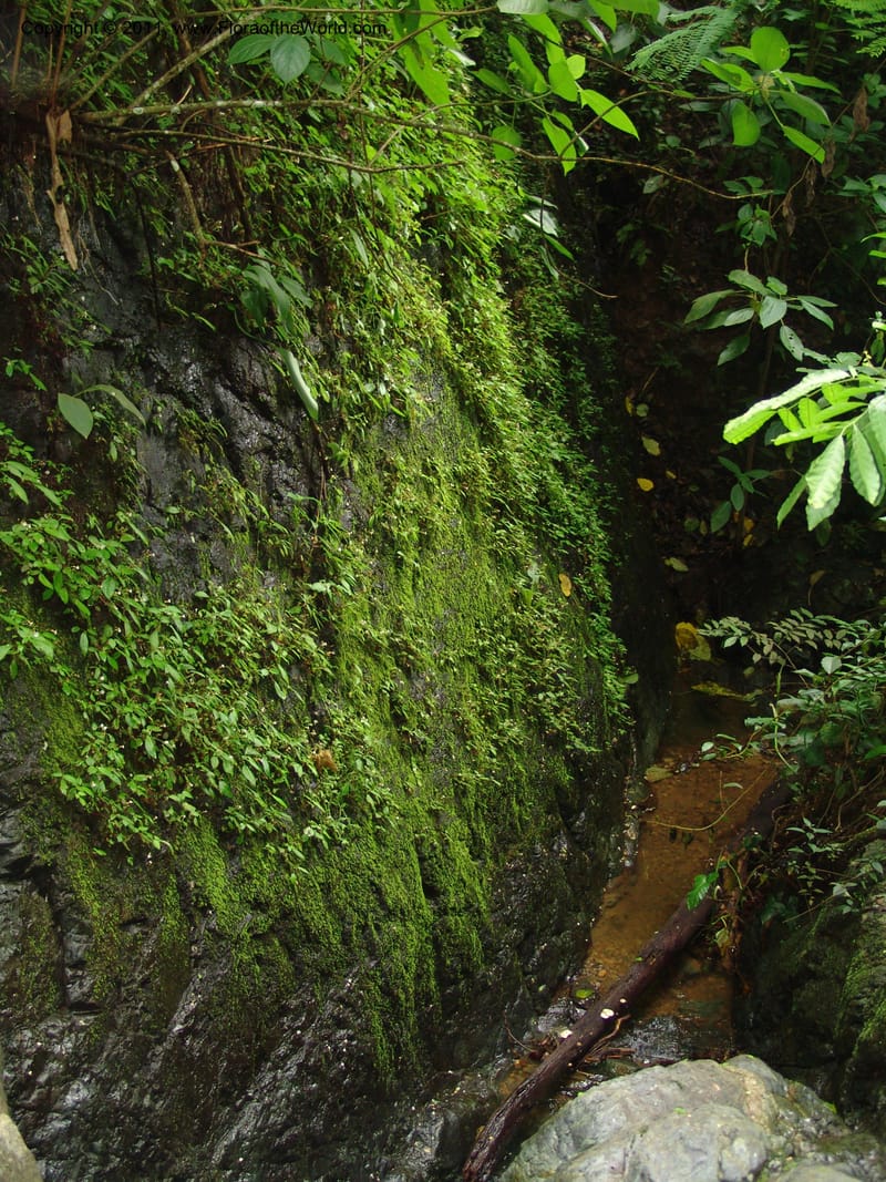 Ecuador. Edo. Guaya. Manglares Churute Ecol. Res. 21 Mar 06. 216.jpg