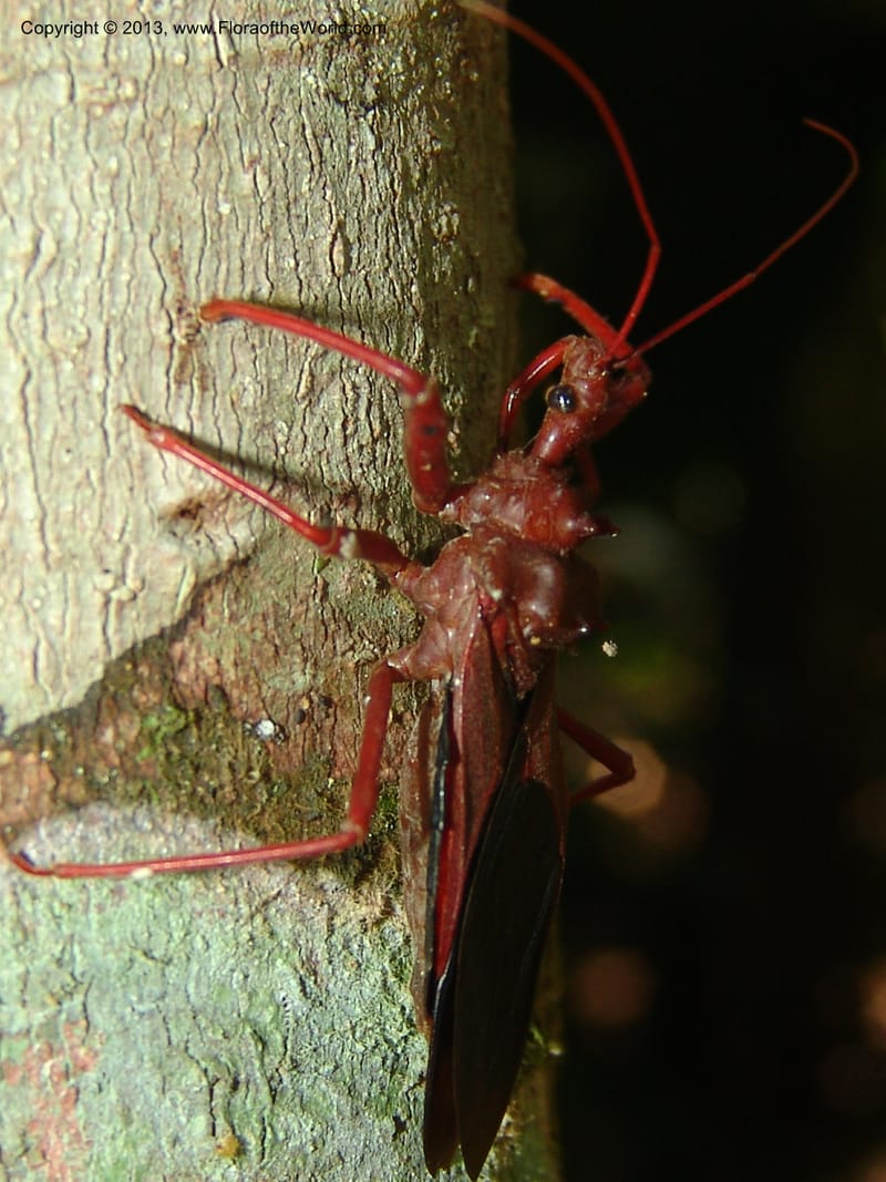 Bug, ugly--Bolivia. Pq. Nac. Madidi. Chalalan. Send. Wabucuru. 30 Nov 04. 024.jpg