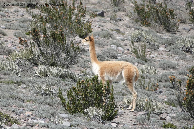 Vicuna--Ecuador. Chimborazo. El Primer Refugio. 5 Jun 2011. 164 (3).jpg