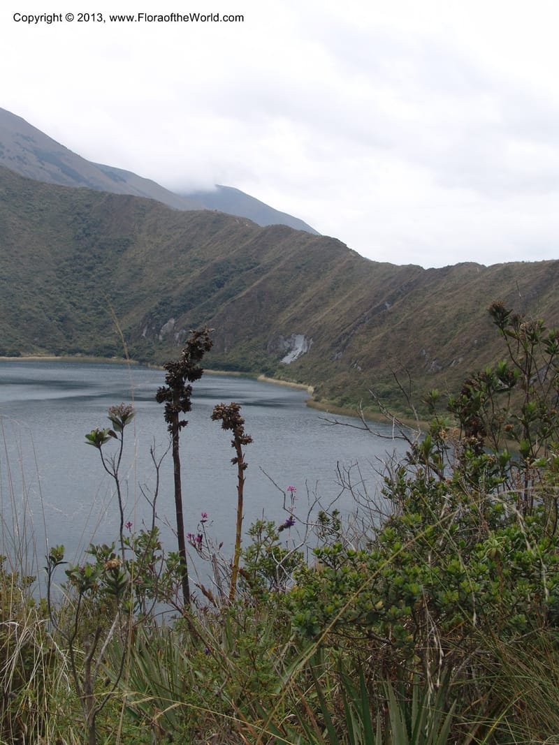 Ecuador. Prov. Imbabura.Laguna Cuicocha. 13 Sep 07. 071.jpg