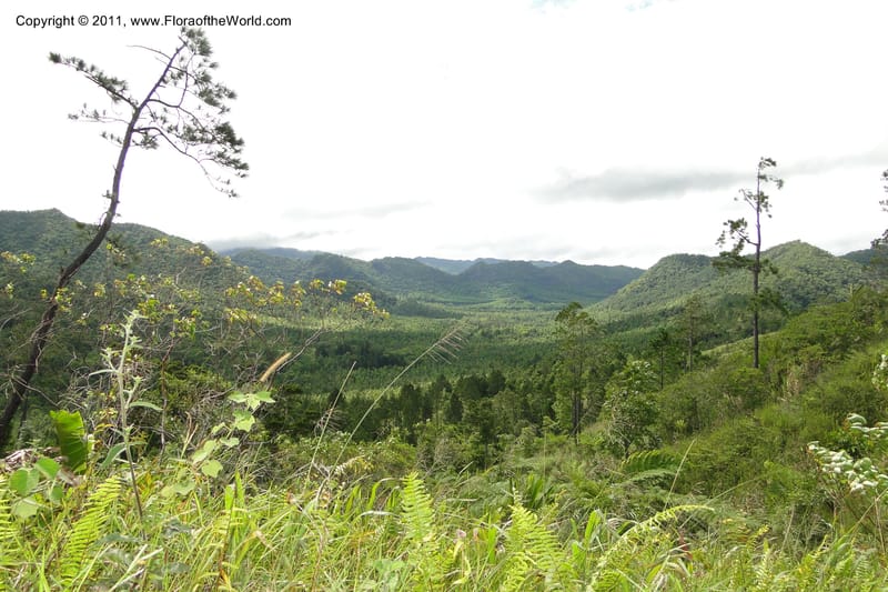Fiji. Nadarivatu Nature Reserve. 10 Feb 2011. 026 (230).jpg