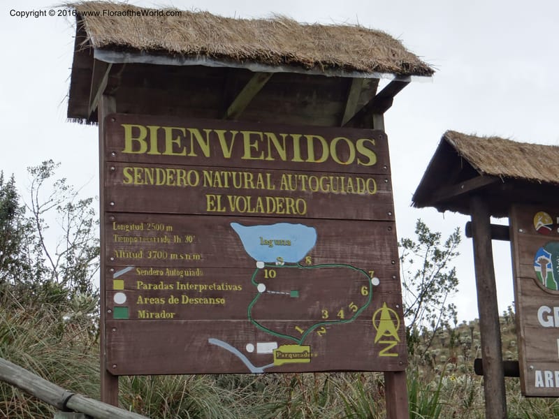 Ecuador. Carchi. Paramo El Angel. 5 Oct 22012. DSC06999 (65).JPG