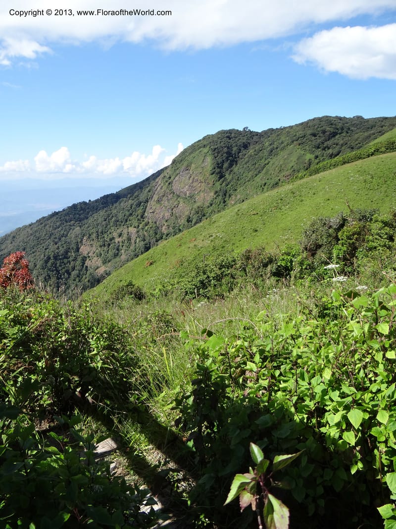 Thailand. Chiang Mai Prov. Doi Inthanon Nat. Park. 8 Nov 2012. DSC07747 (60).JPG