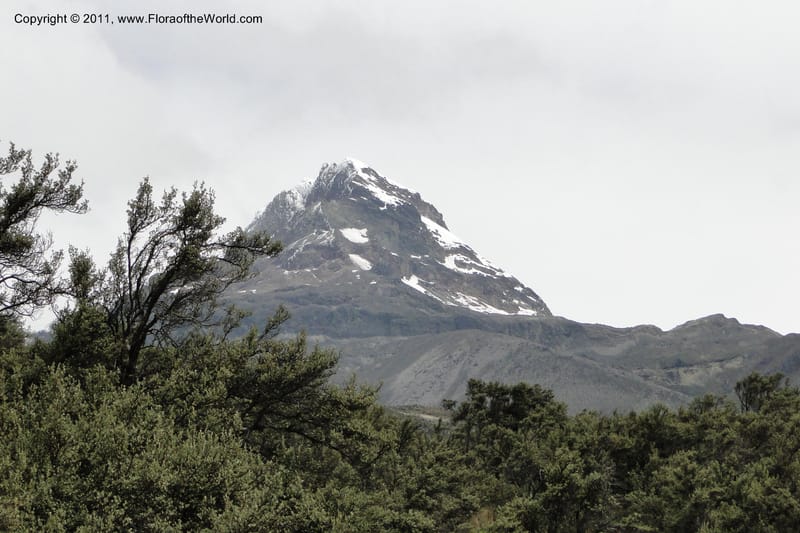 Ecuador. Pichincha. Res. Ecol. Ilinizas. 4 June 2011. 319.jpg